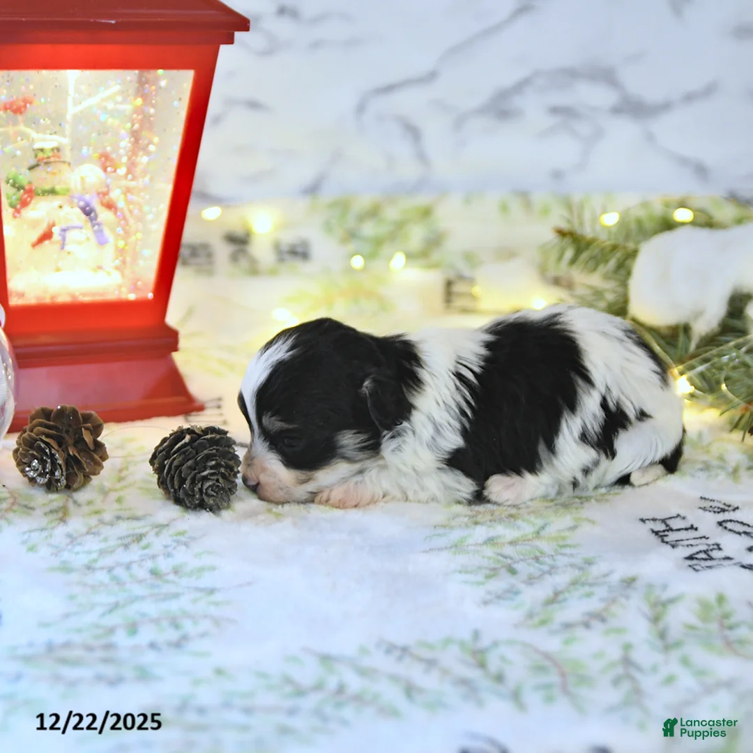 Havapoo dogs for sale: Elf EXTRA SMALL - Ad 14