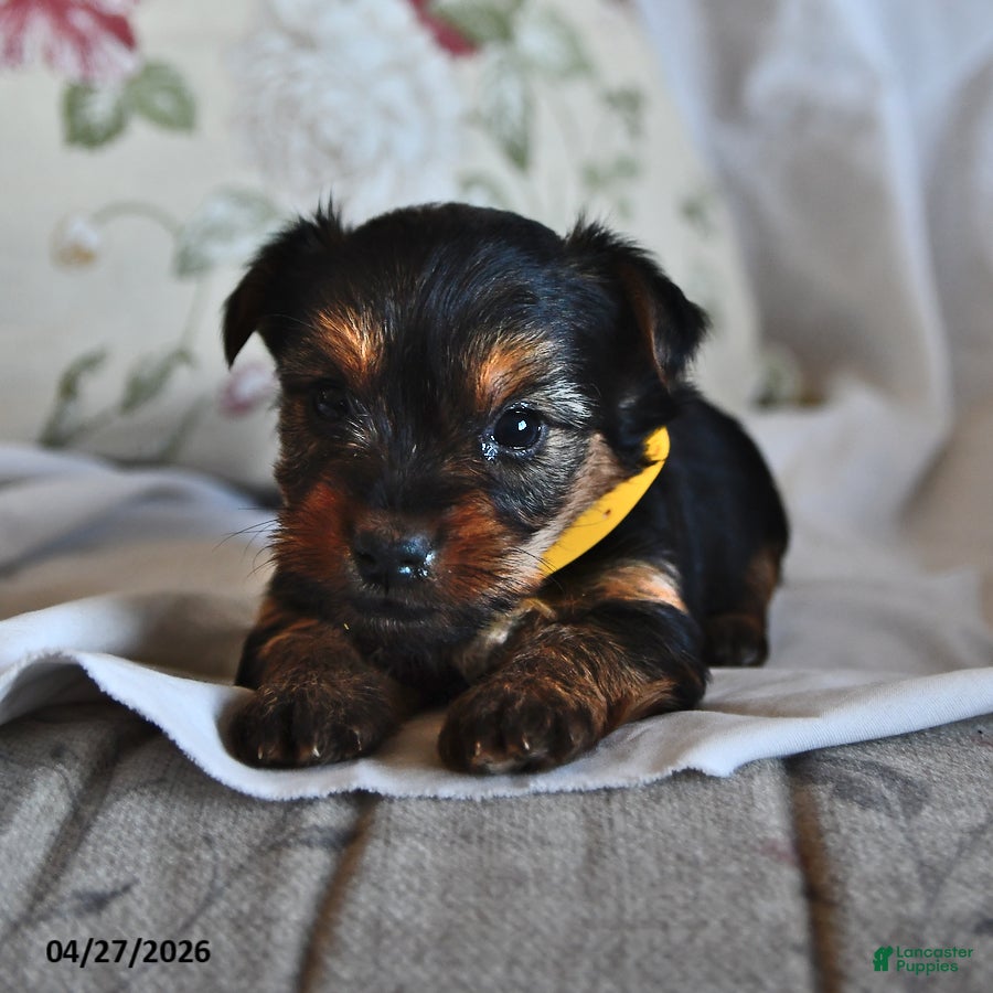 Yorkshire Terrier dogs for sale: Mo  - Ad 1