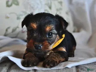 Yorkshire Terrier dogs for sale: Mo - Ad 1