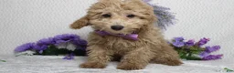 Toy Poodle dogs for sale: Buckeye - Ad 8