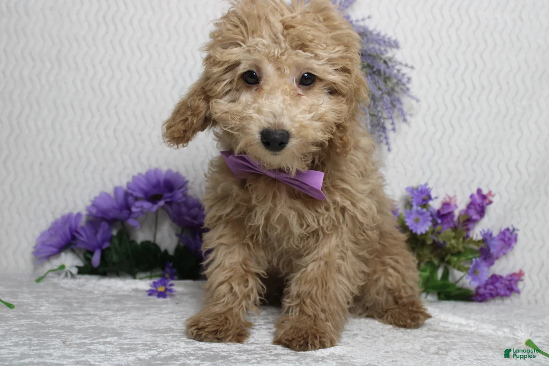 Toy Poodle dogs for sale: Buckeye - Ad 8