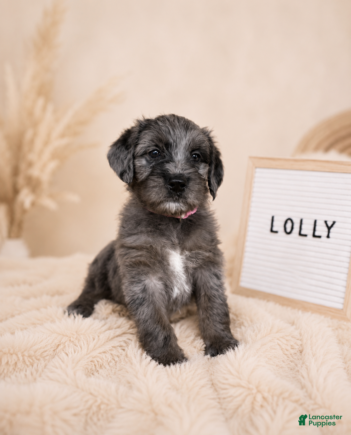 Labradoodle dogs Lolly - Ad 1