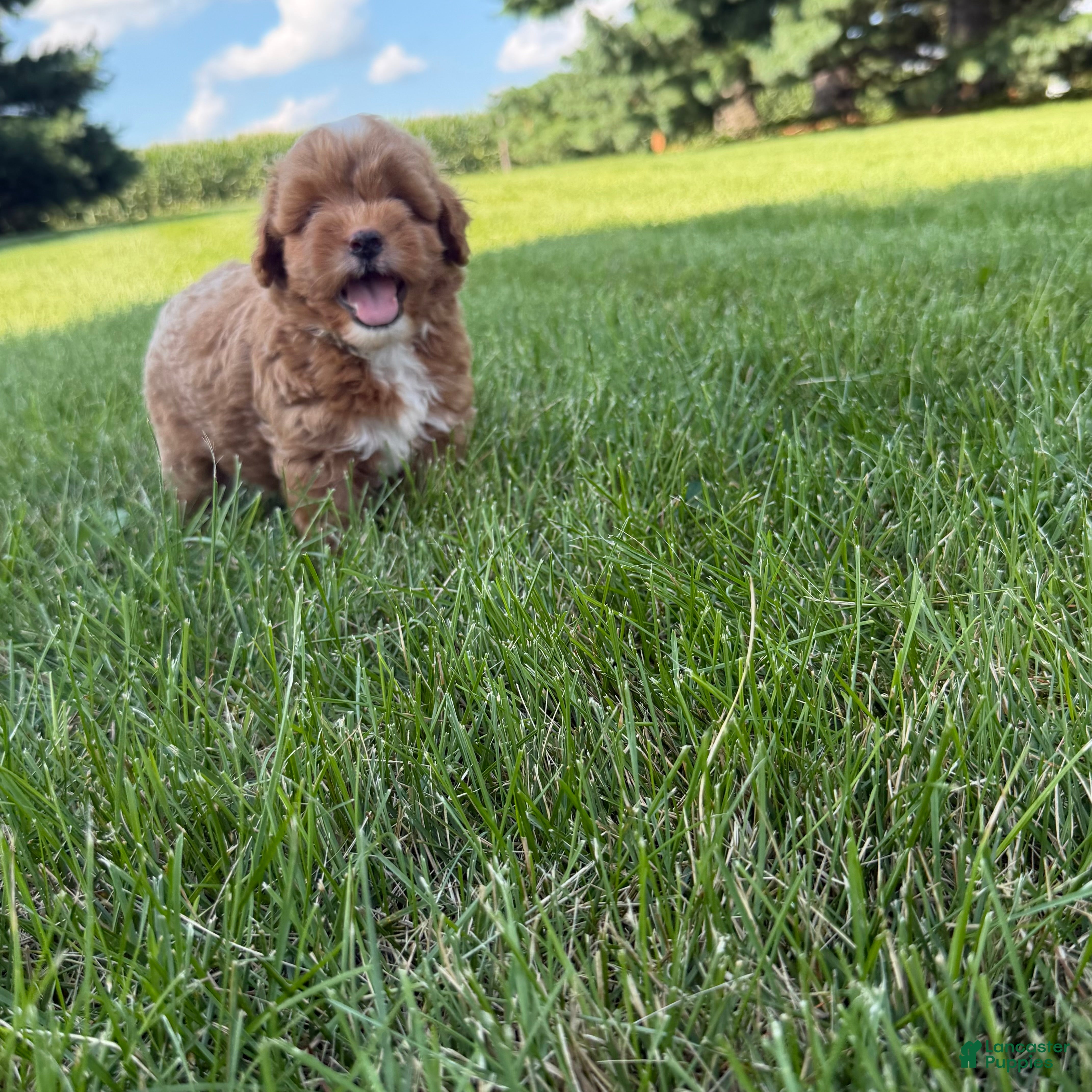 Mini Goldendoodle dogs Moose Mini Goldendoodle  - Ad 2
