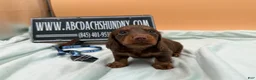Miniature Dachshund dogs for sale: Russian champion lines  - Ad 2