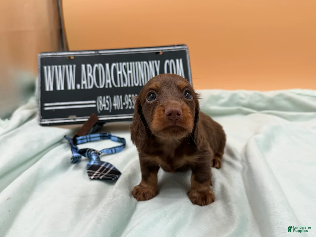 Miniature Dachshund dogs for sale: Russian champion lines  - Ad 2