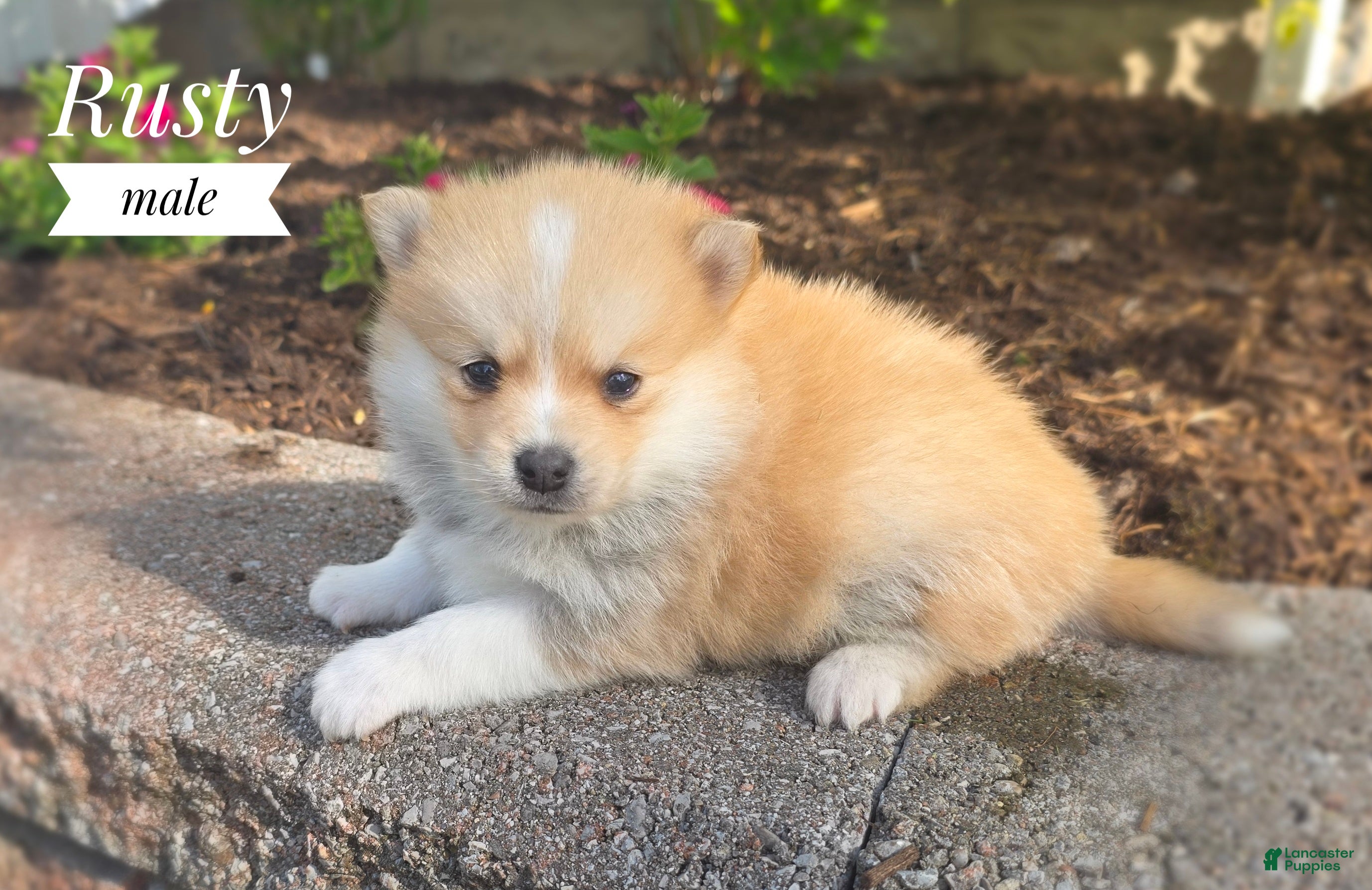 Pomsky dogs Rusty - Ad 2