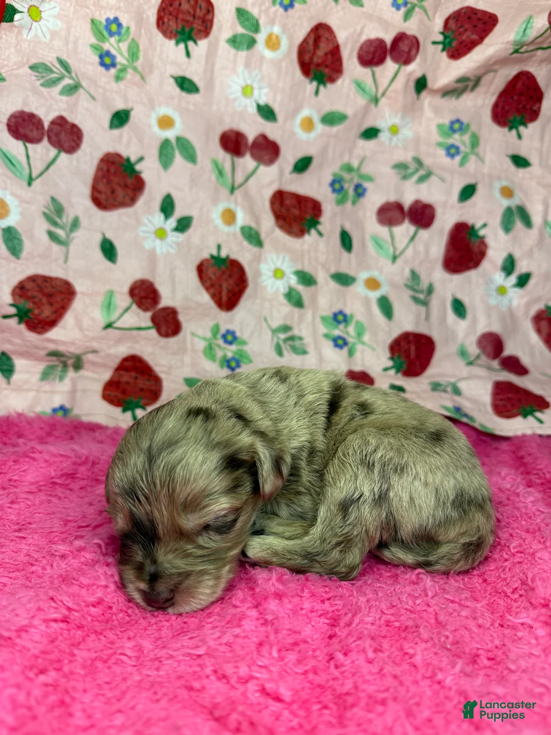 Mixed Breed dogs for sale: cupid  - Ad 1