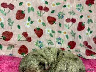 Mixed Breed dogs cupid - Ad 1