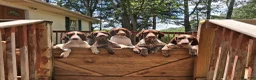 German Shorthaired Pointer dogs for sale: German Shorthaired Pointer 3 - Ad 4