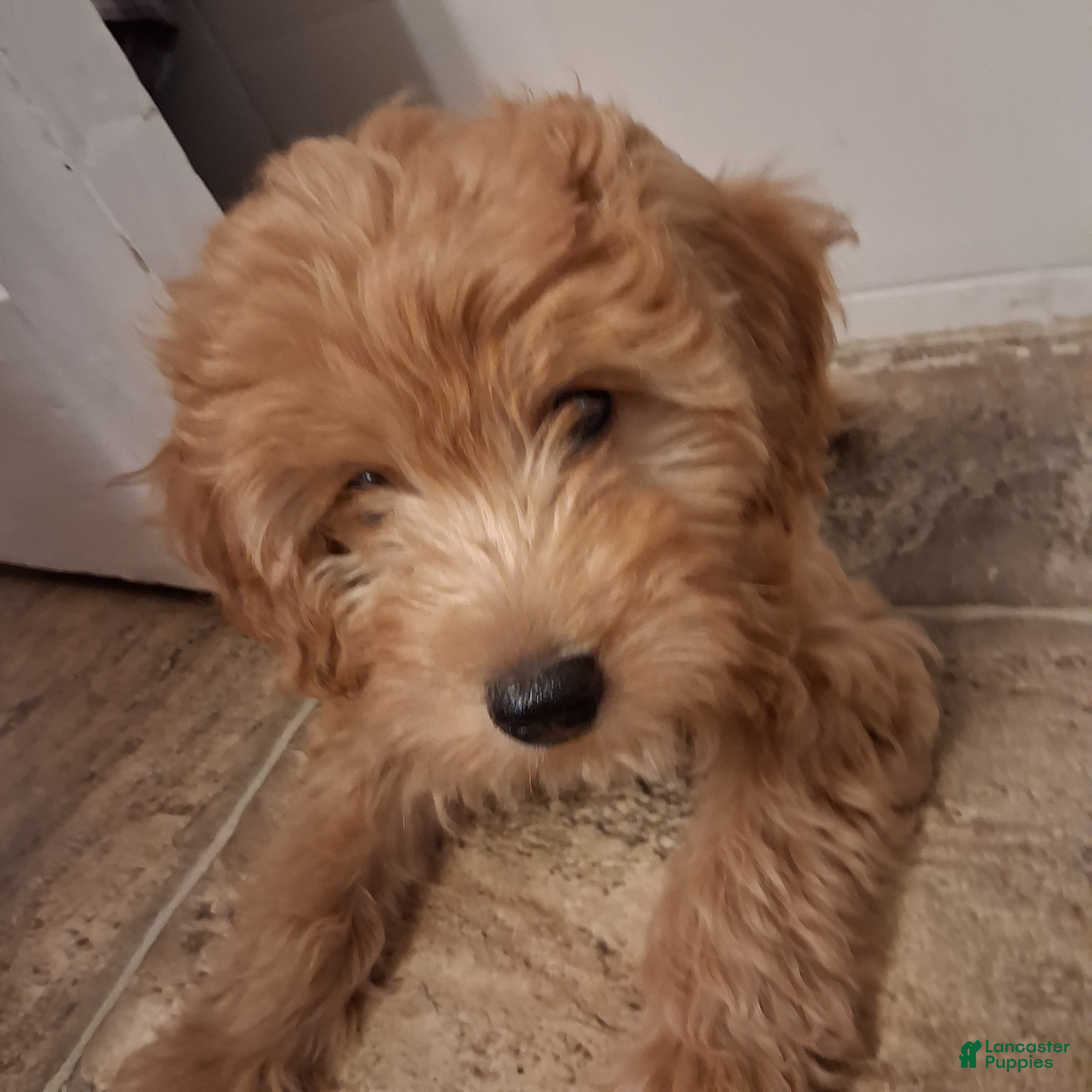 Mixed Breed dogs Teddy - Ad 2