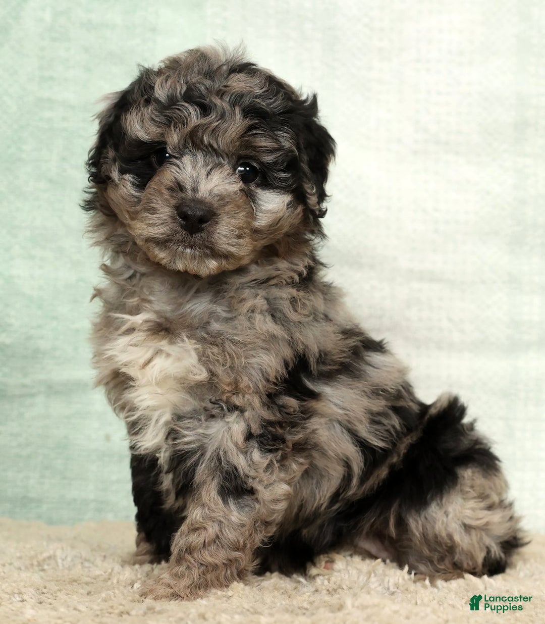 Mini Aussiedoodle dogs for sale: Molly - Ad 2