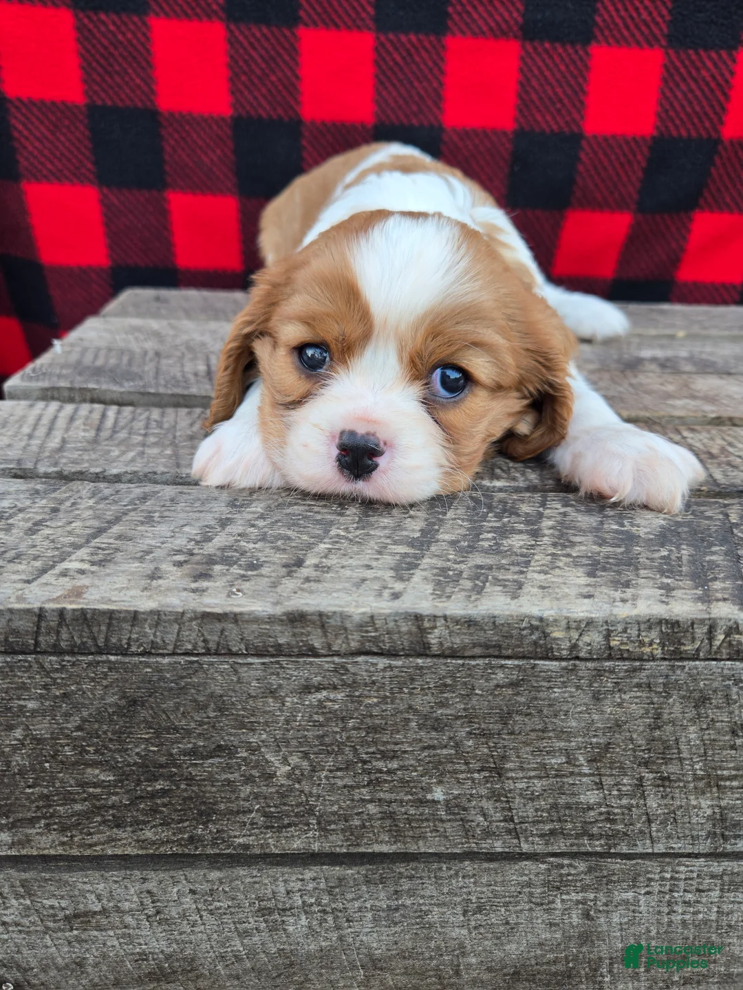Cavalier King Charles Spaniel dogs for sale: Hershey - Ad 1