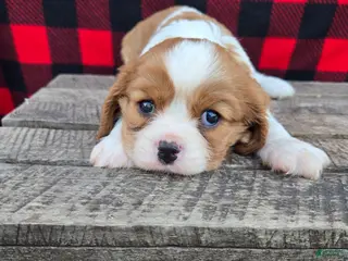 Cavalier King Charles Spaniel dogs for sale: Hershey - Ad 4