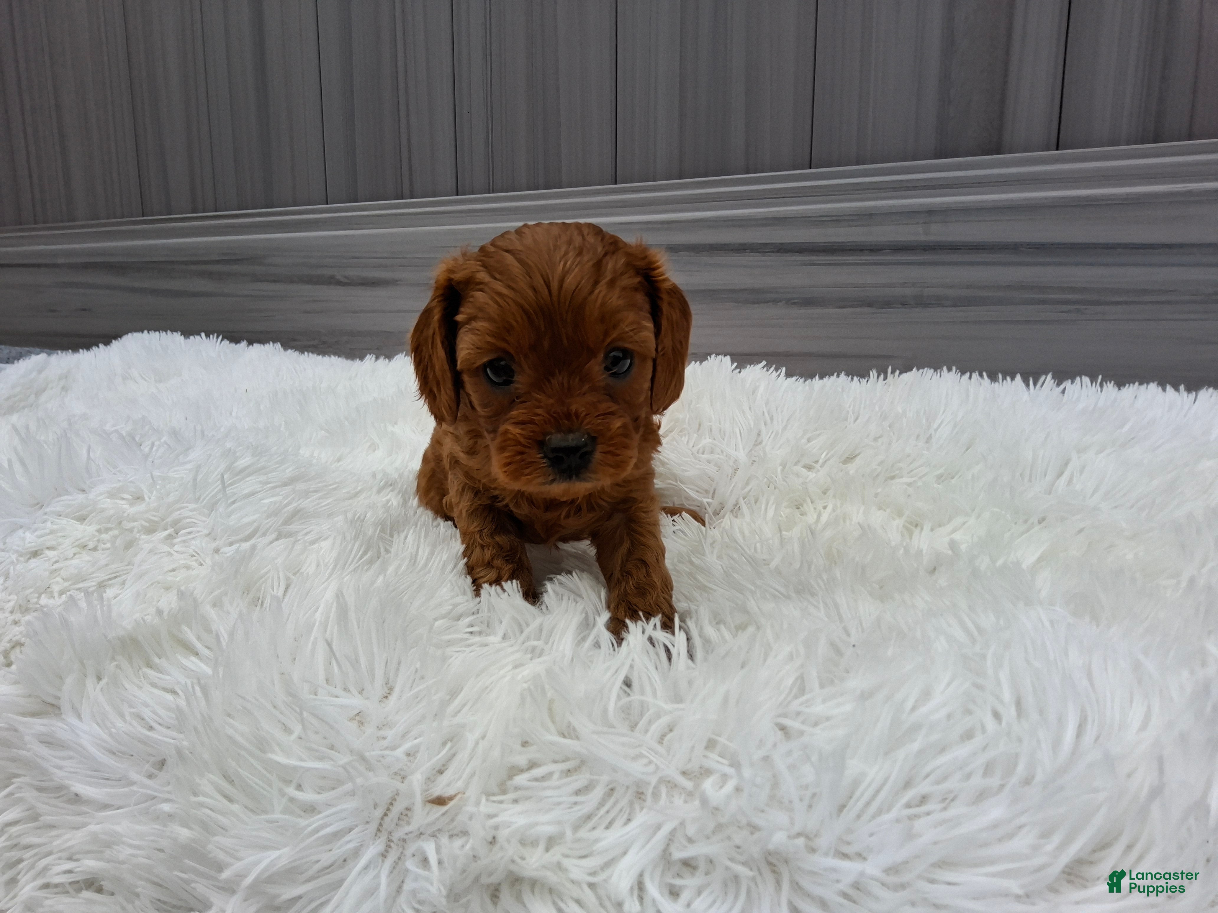 Cavapoo dogs Nolan - Ad 2