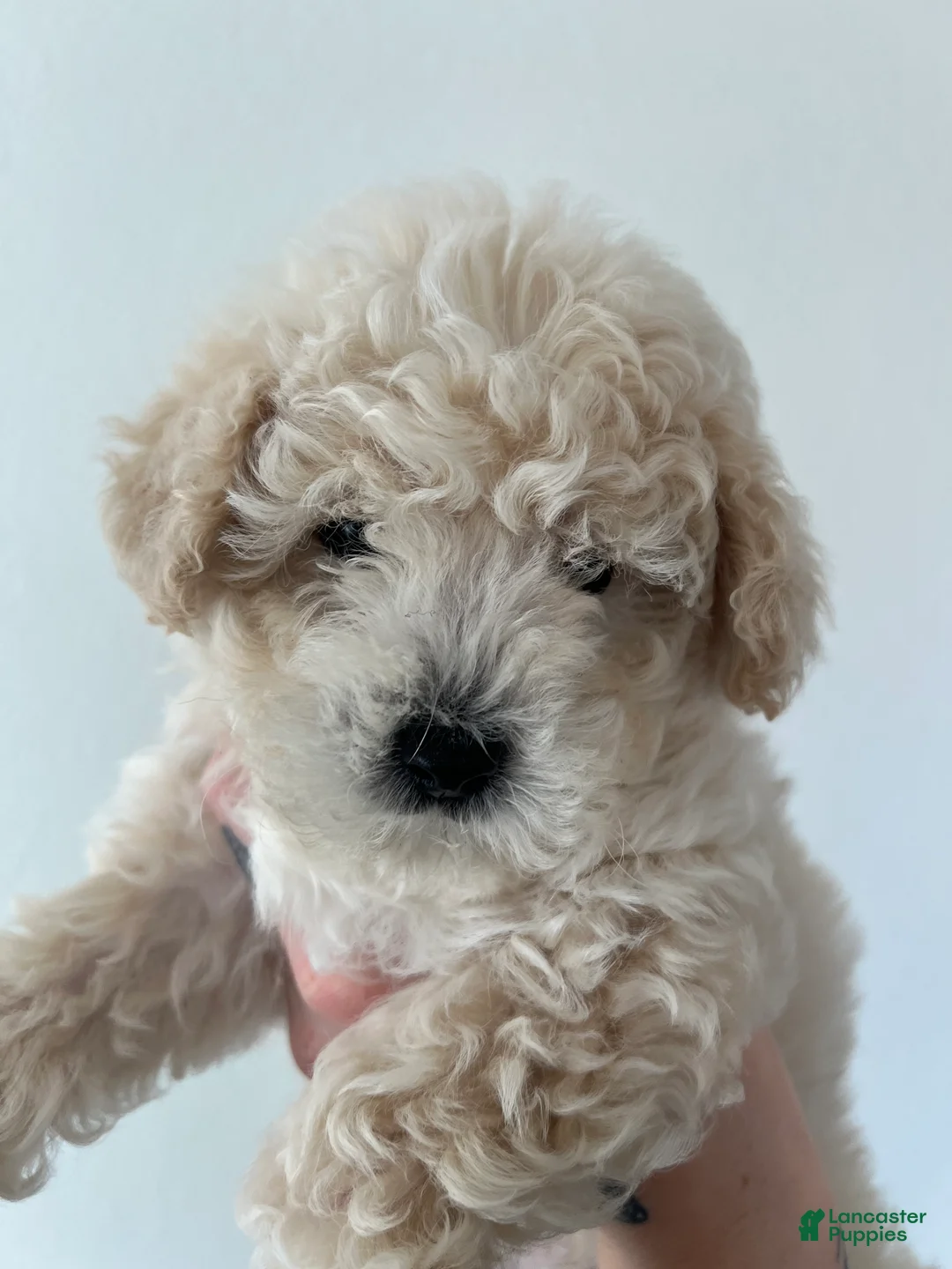Toy Poodle dogs for sale: Teddy - Ad 1