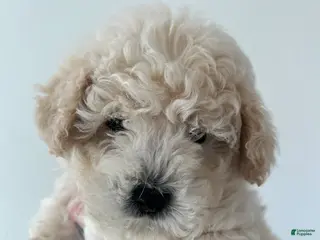 Toy Poodle dogs Teddy - Ad 19
