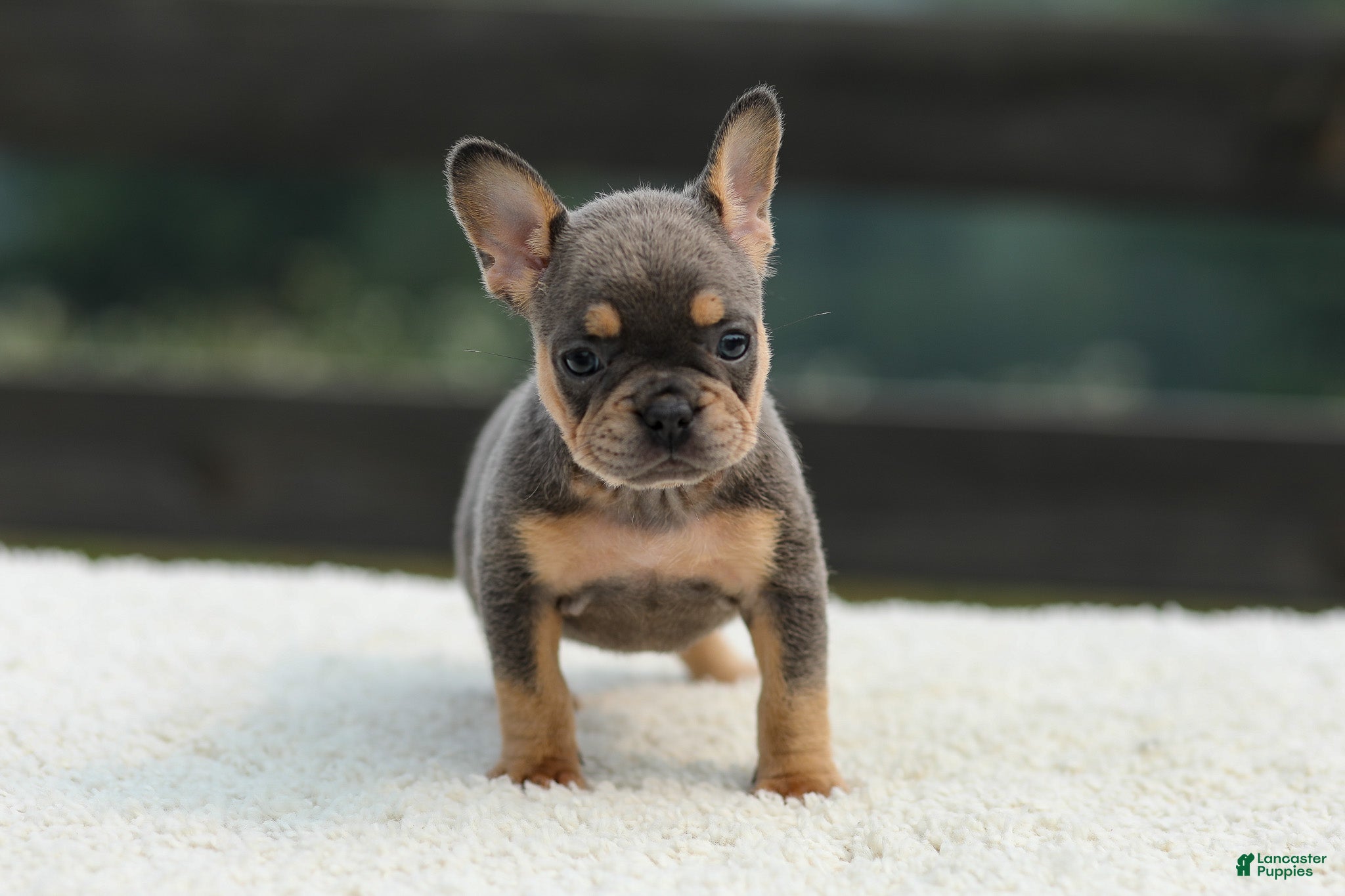 French Bulldog dogs Ivy - Ad 2
