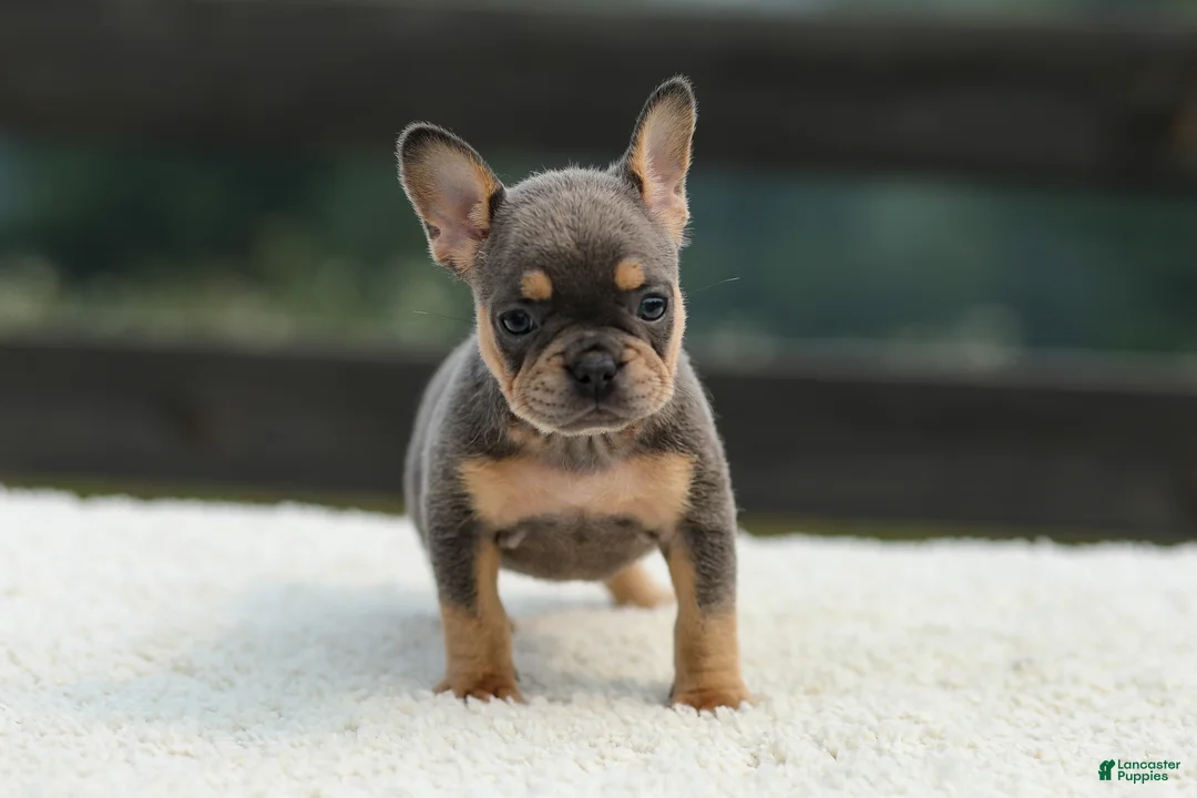 French Bulldog dogs for sale: Ivy - Ad 2