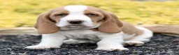 Basset Hound dogs for sale: Lora  - Ad 4