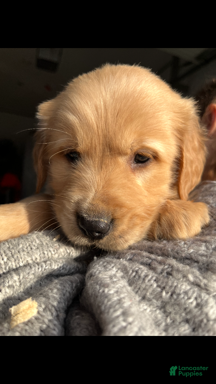 Golden Retriever dogs Golden Retriever Puppy 8 - Ad 26