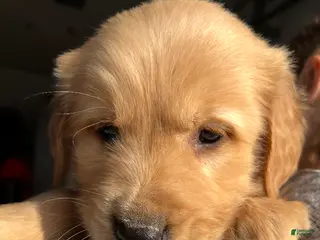 Golden Retriever dogs Golden Retriever Puppy 8 - Ad 26