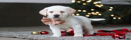 Labrador Retriever dogs for sale: Buddy - Ad 5