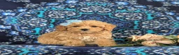 Bichpoo dogs for sale: Aubrey - Ad 3
