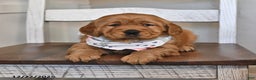 Golden Retriever dogs for sale: Adorable Addie - Ad 5