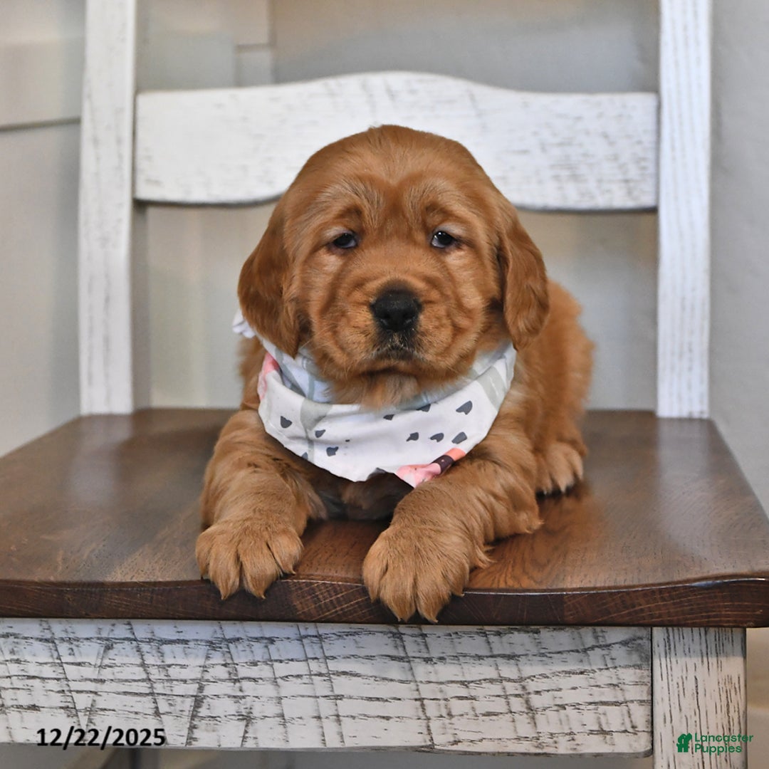 Golden Retriever dogs for sale: Adorable Addie - Ad 5