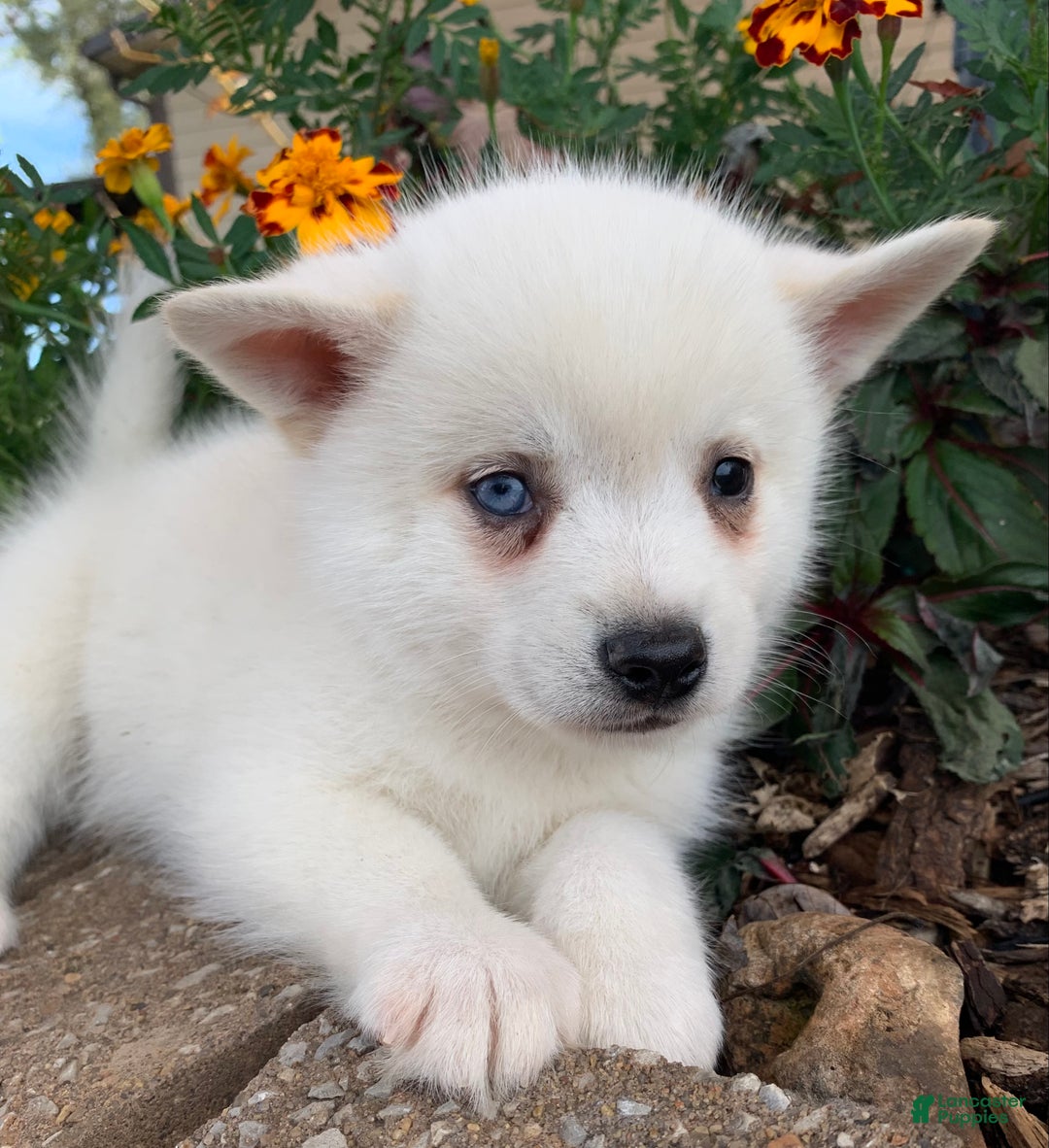 Alaskan Klee Kai dogs for sale: Sweet Trevor - Ad 6