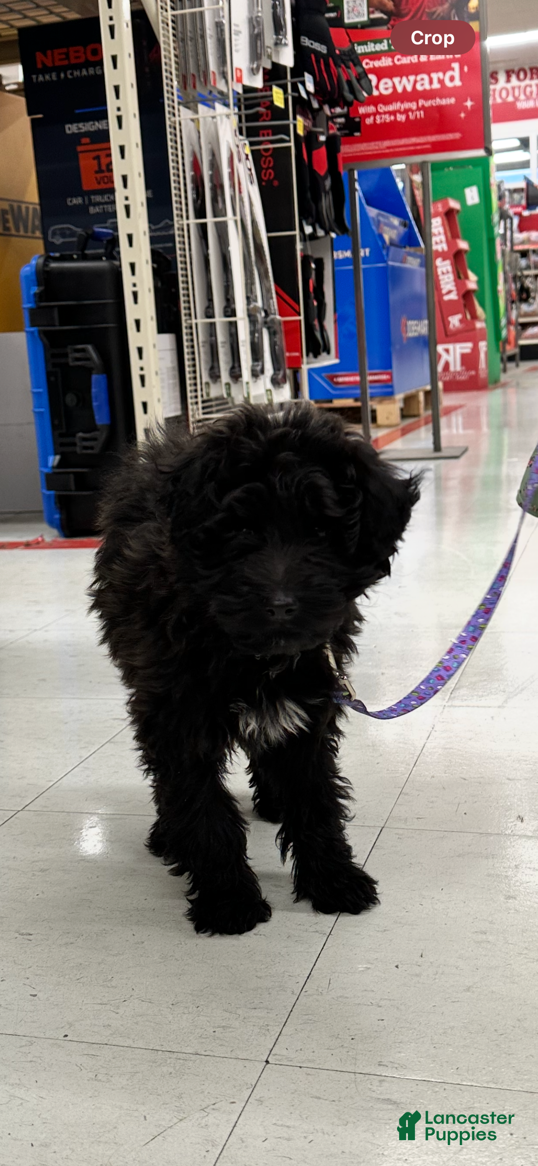 Sheltiedoodle dogs for sale: Sheltiedoodle Puppy 2 - Ad 3