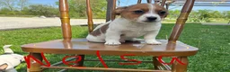 Jack Russell Terrier dogs for sale: Nelsa - Ad 1