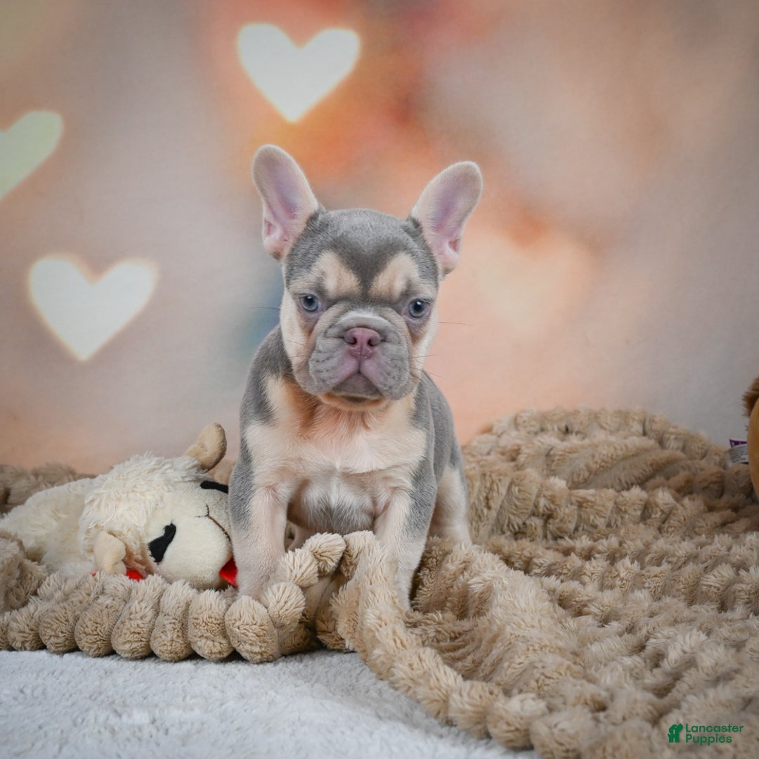 French Bulldog dogs for sale: Louie - Ad 9
