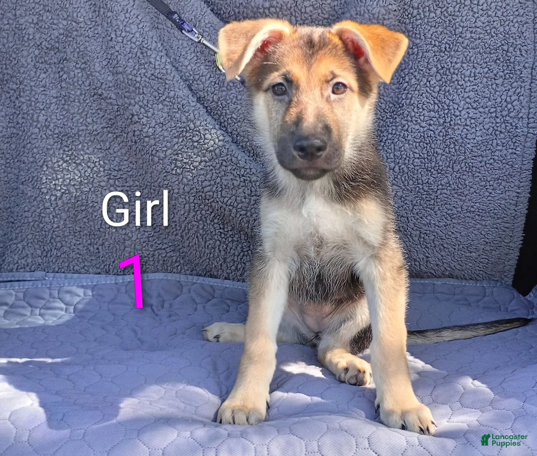 German Shepherd dogs for sale: German Shepherd 5 - Ad 2