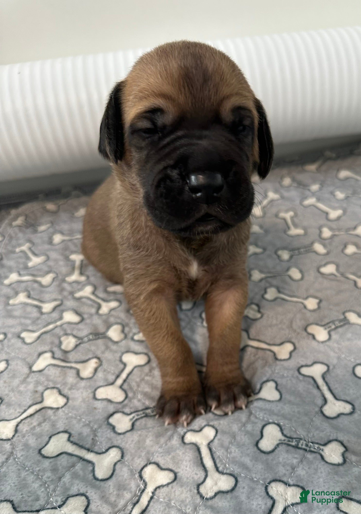 Great Dane dogs Blue Collar - Ad 3