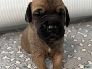 Great Dane dogs Blue Collar - Ad 11