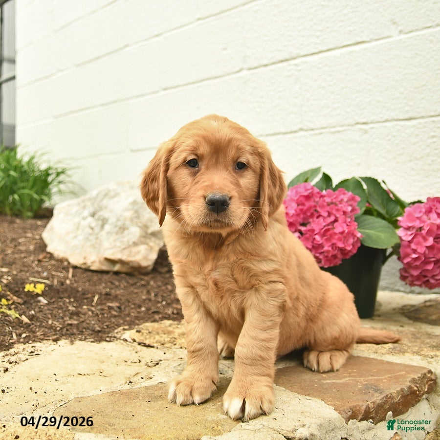 Golden Retriever dogs Clifford  - Ad 1
