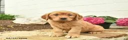 Golden Retriever dogs for sale: Clifford  - Ad 1
