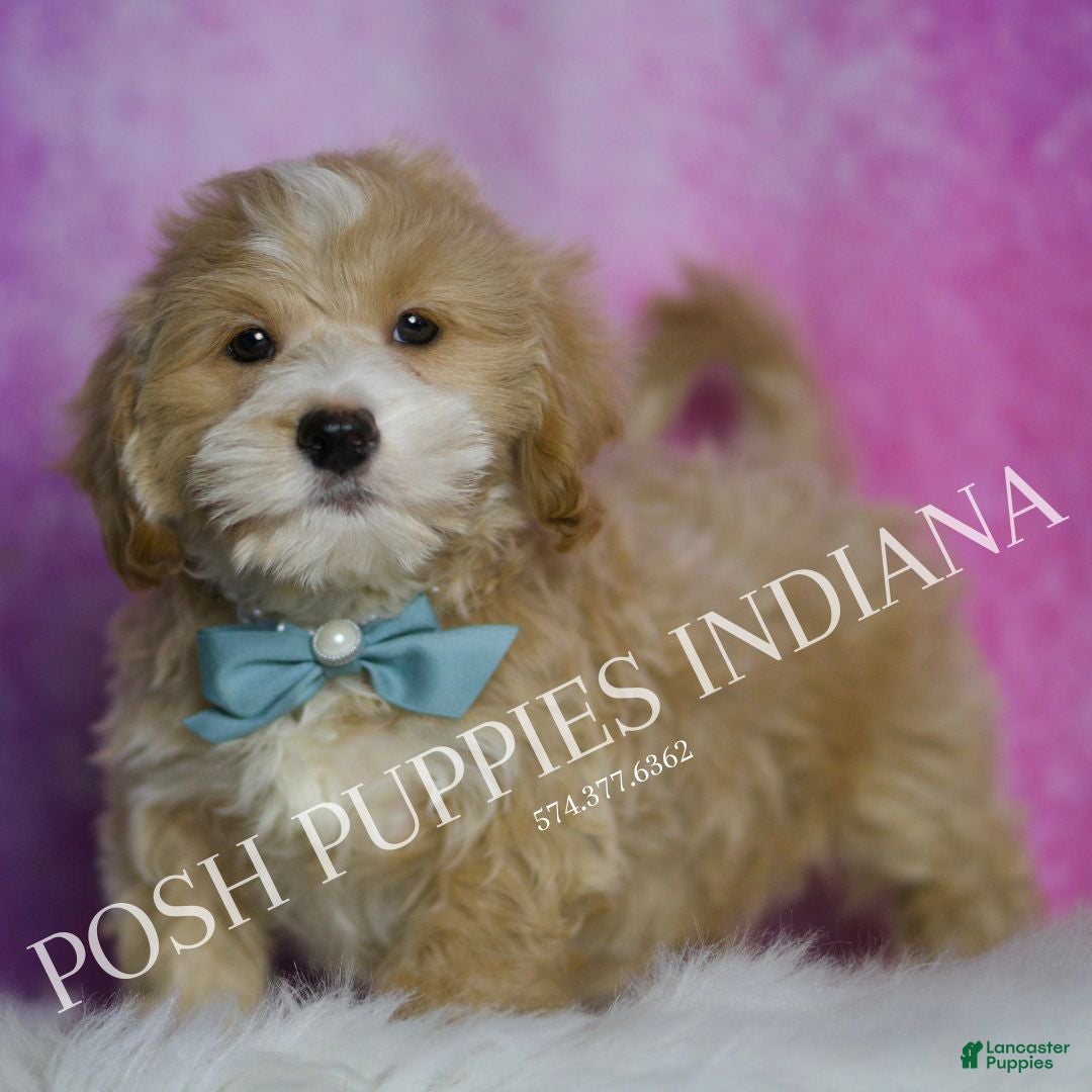 Maltipoo dogs for sale: Julian - Ad 4