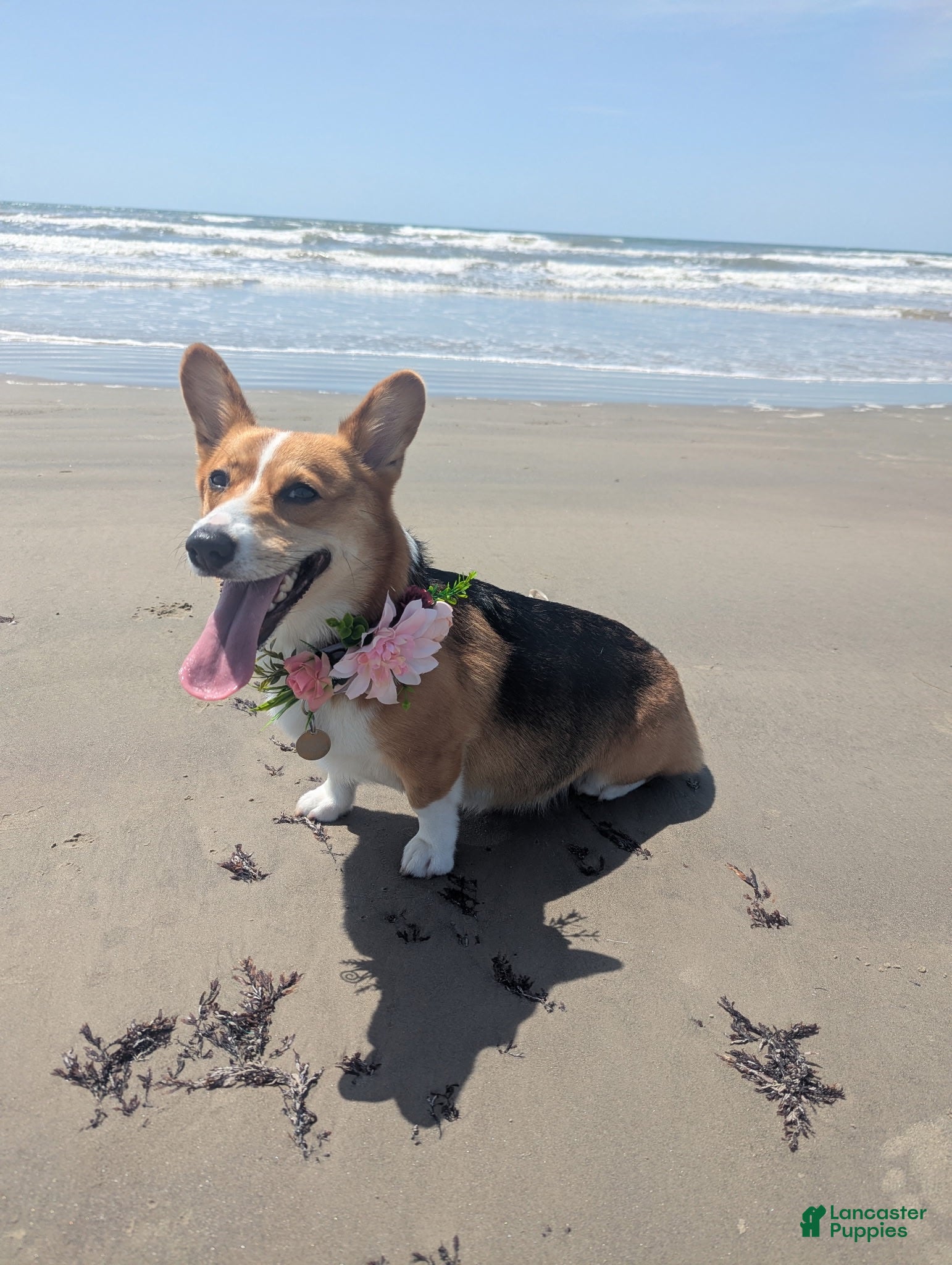 Corgipoo dogs Corgipoo 4. Cogsqorth - Ad 2