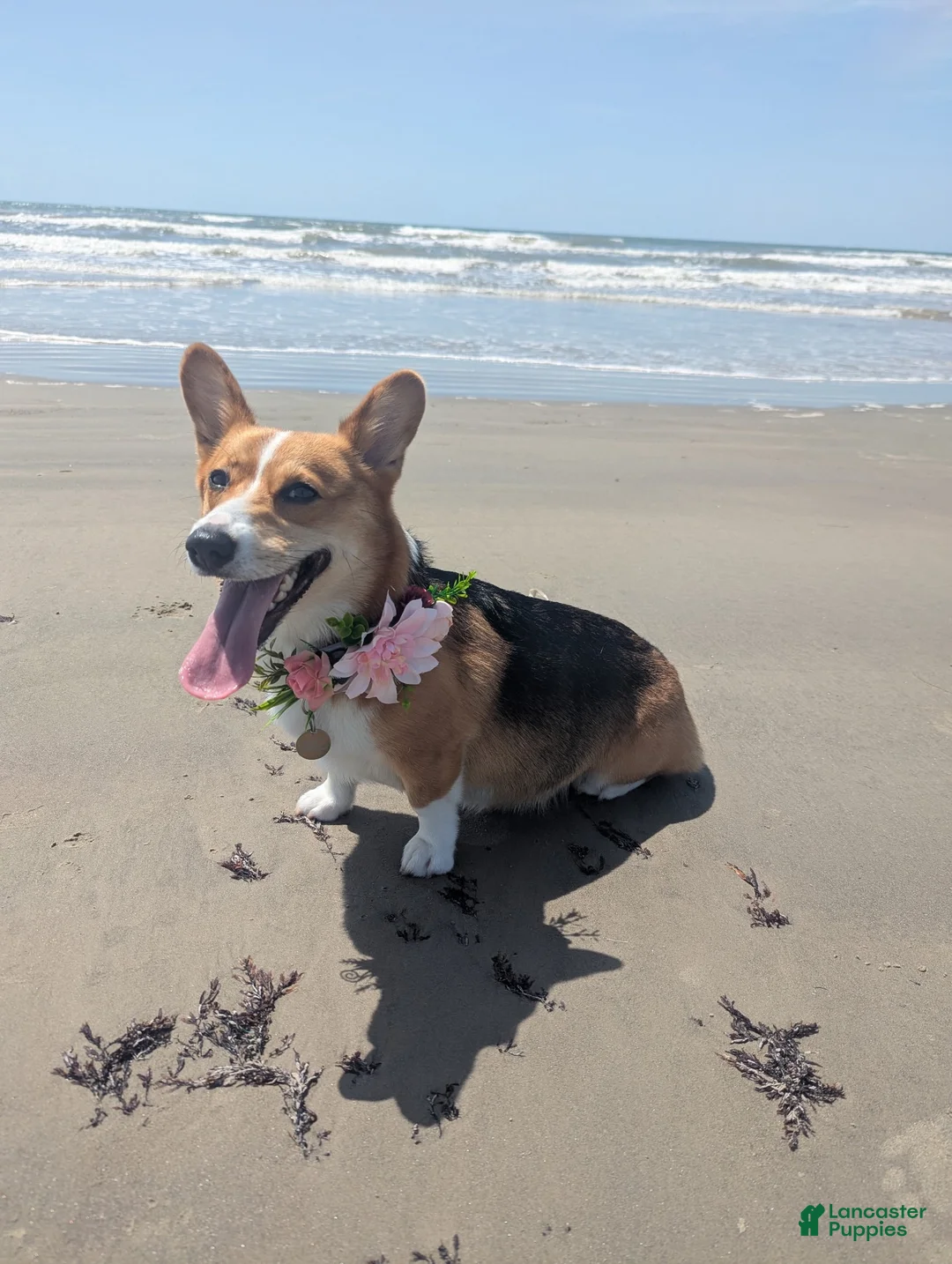 Corgipoo dogs for sale: Corgipoo 1. Gaston - Ad 2