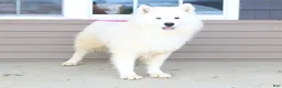 Samoyed dogs for sale: Ryden - Ad 7