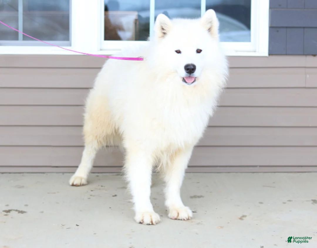 Samoyed dogs for sale: Ryden - Ad 7