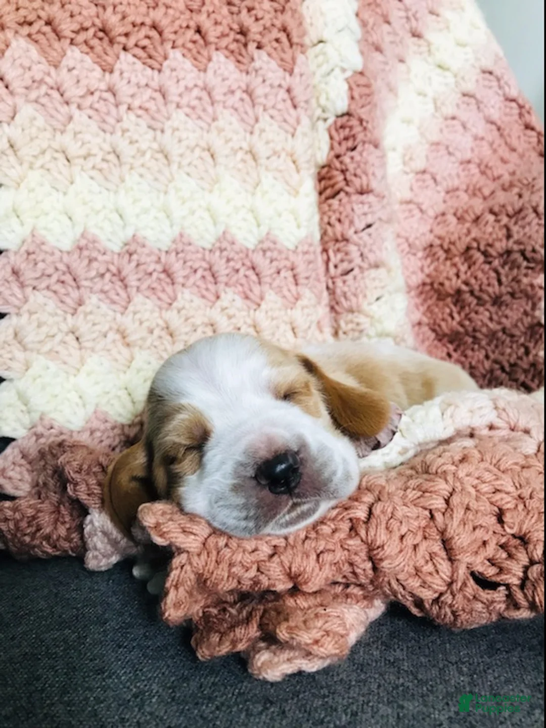 Basset Hound dogs for sale: Walter-Male - Ad 4