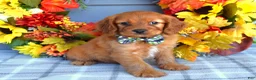 Cavapoo dogs for sale: Hank - Ad 1