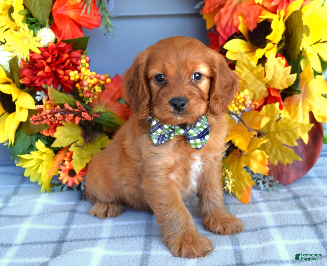 Cavapoo dogs for sale: Hank - Ad 1