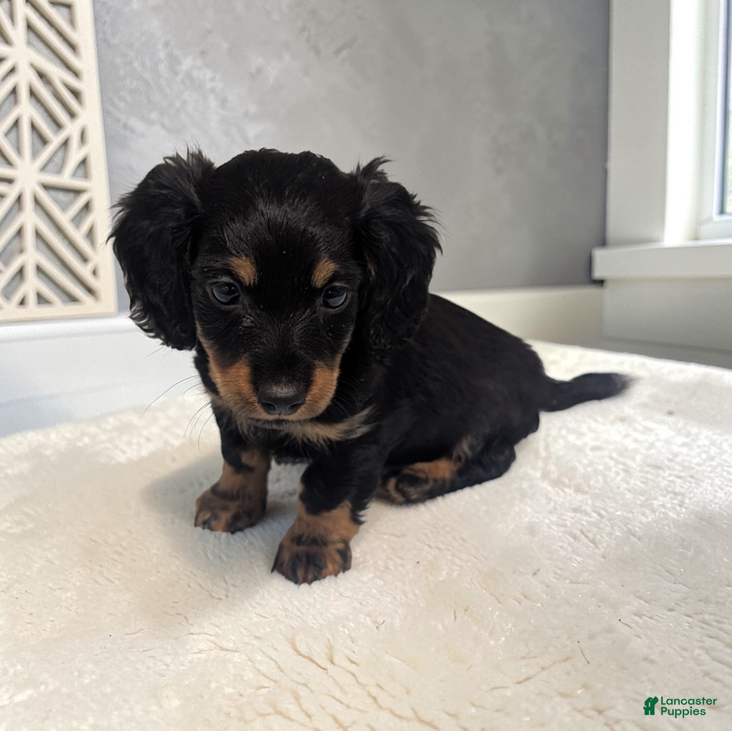 Miniature Dachshund dogs Porter - Ad 2