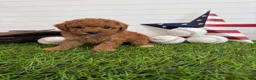 Cavapoo dogs for sale: Wrigley - Ad 5
