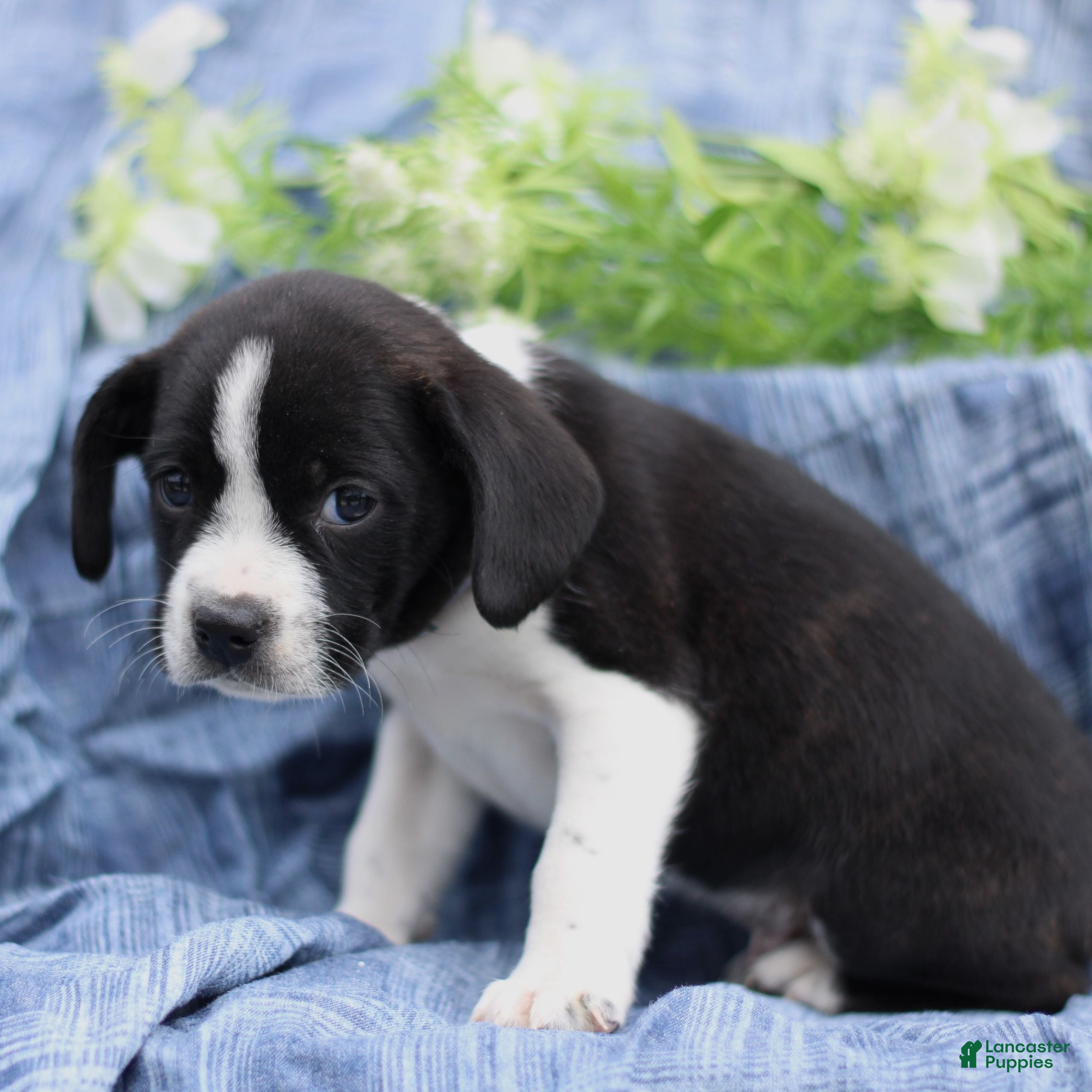 Mixed Breed dogs Kody  - Ad 2