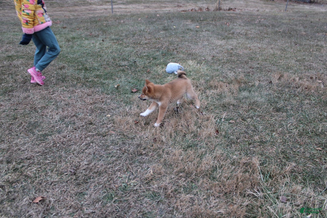 Shiba Inu dogs for sale: Wreath - Ad 14